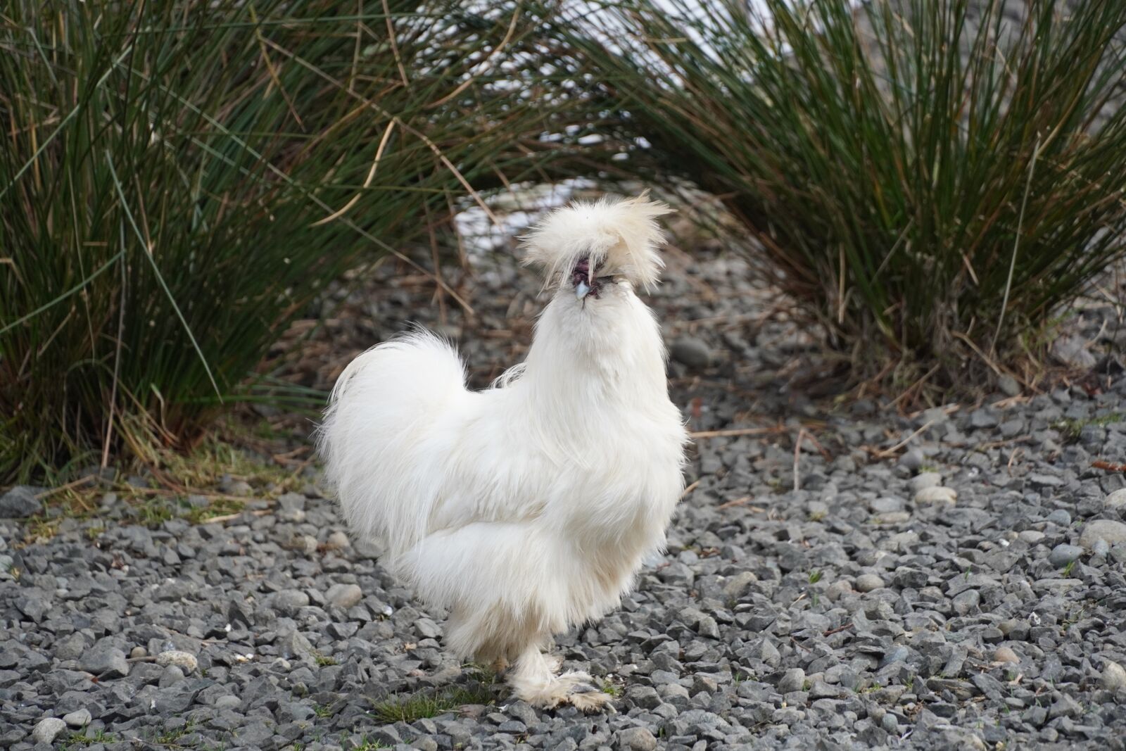 Sony E 18-135mm F3.5-5.6 OSS sample photo. Chicken, chickens, bird photography