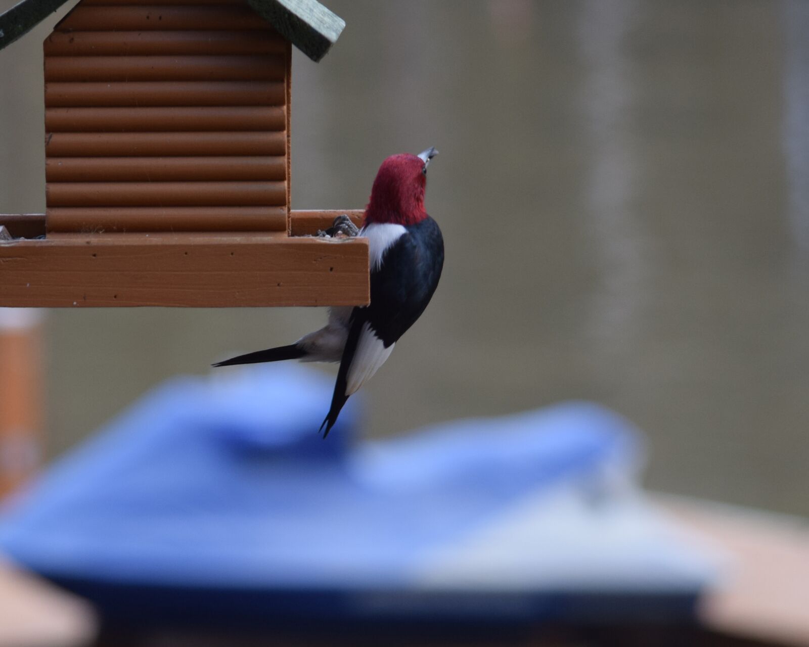 Nikon D3300 sample photo. Redheaded woodpecker, woodpecker, bird photography