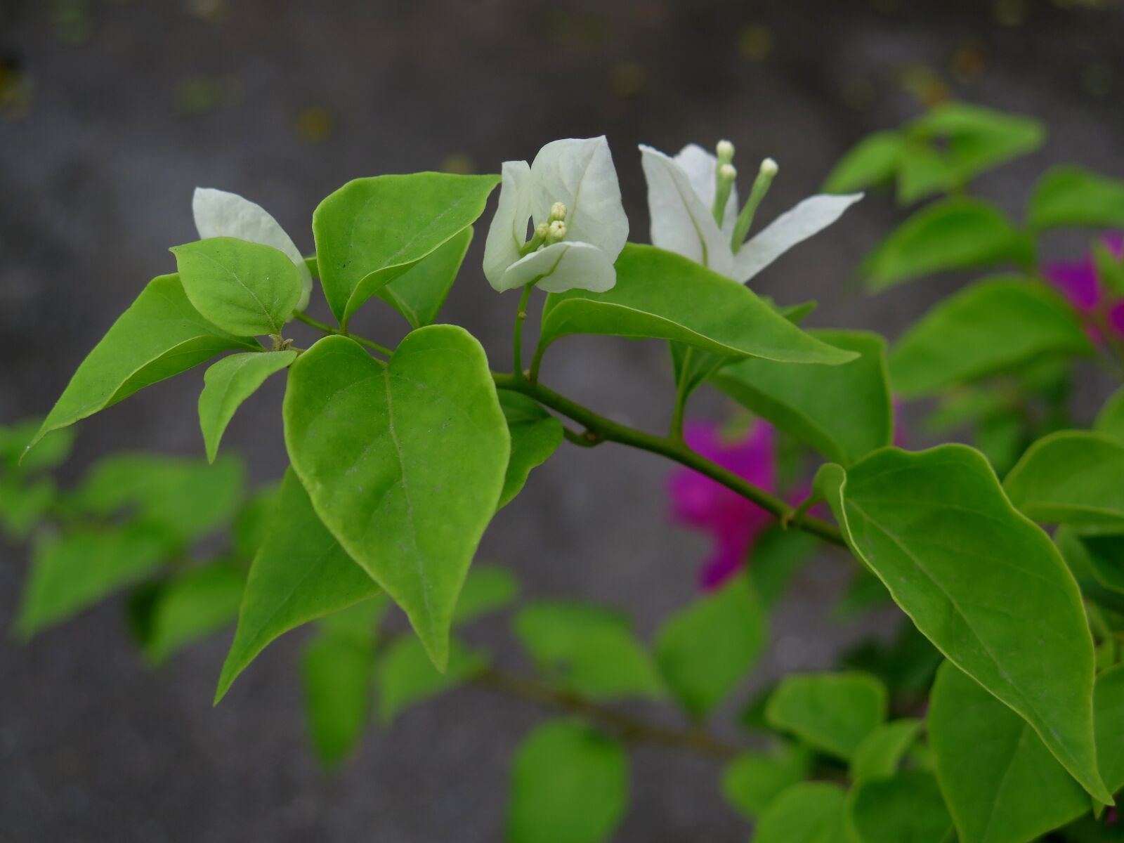 Canon PowerShot G16 sample photo. Paper flower, flower, ornamental photography