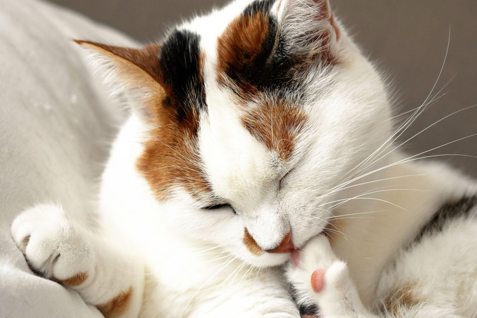 Nikon D5500 sample photo. Cat, animal, white photography