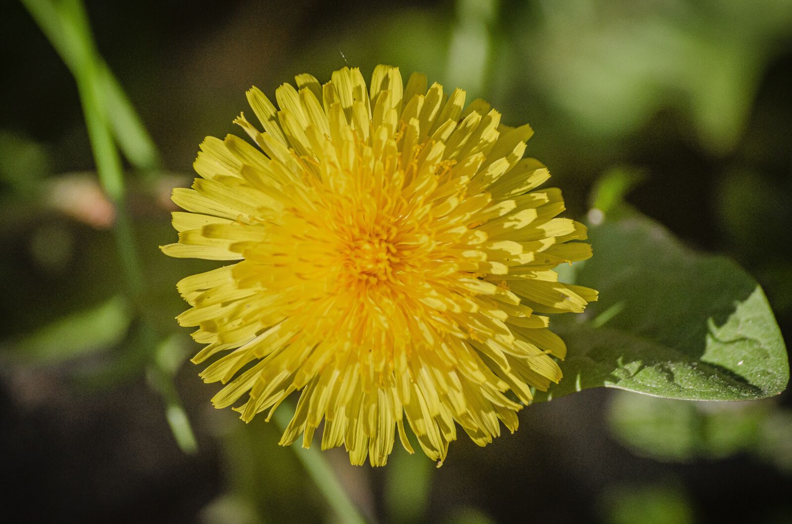 Nikon D7000 sample photo. Flower, dandelion, yellow photography