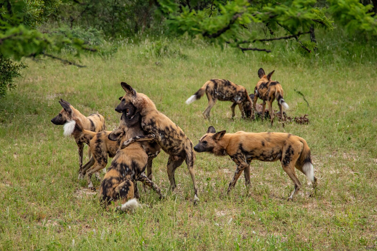 Canon EOS 6D Mark II sample photo. Wild dogs, play, africa photography