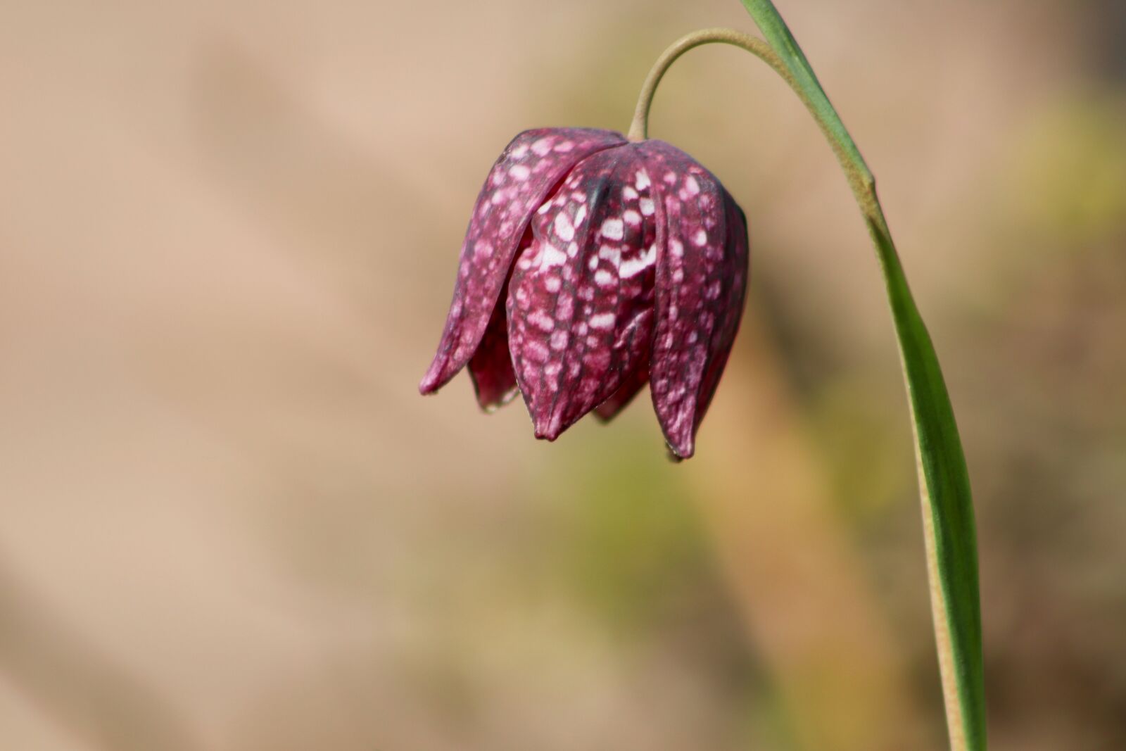 Canon EOS 77D (EOS 9000D / EOS 770D) sample photo. Fritillaria meleagris, chequered, fritillaria photography