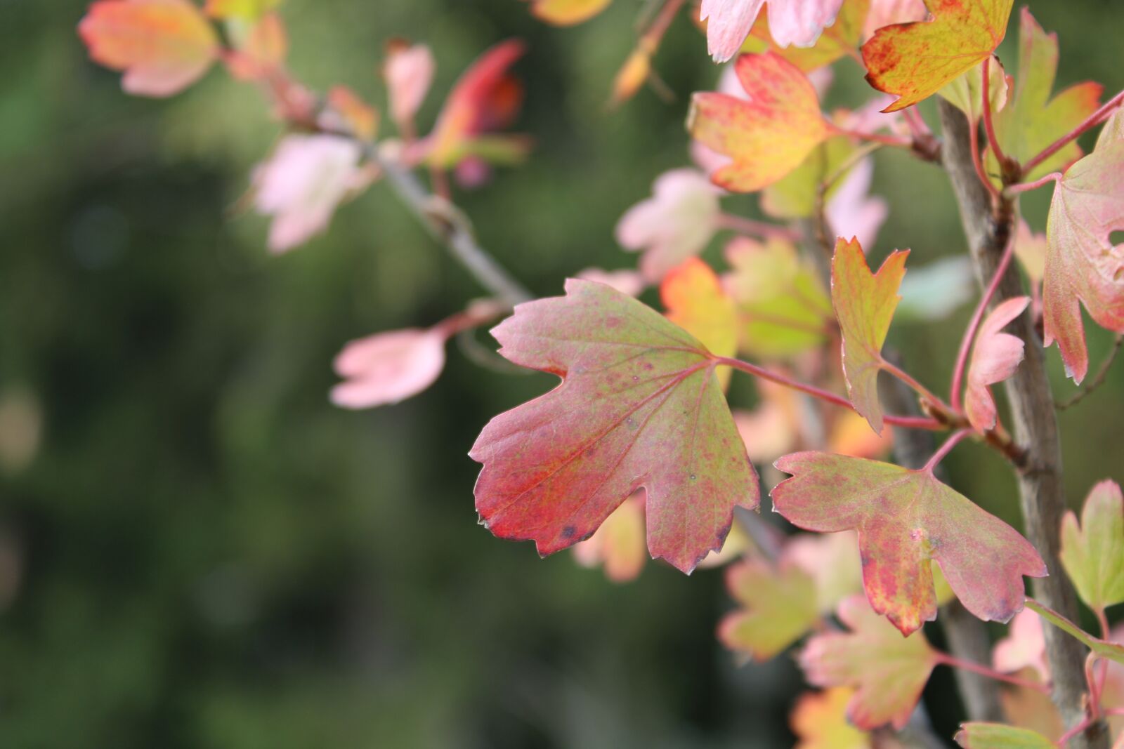 Canon EOS 2000D (EOS Rebel T7 / EOS Kiss X90 / EOS 1500D) sample photo. Foliage, nature, autumn photography