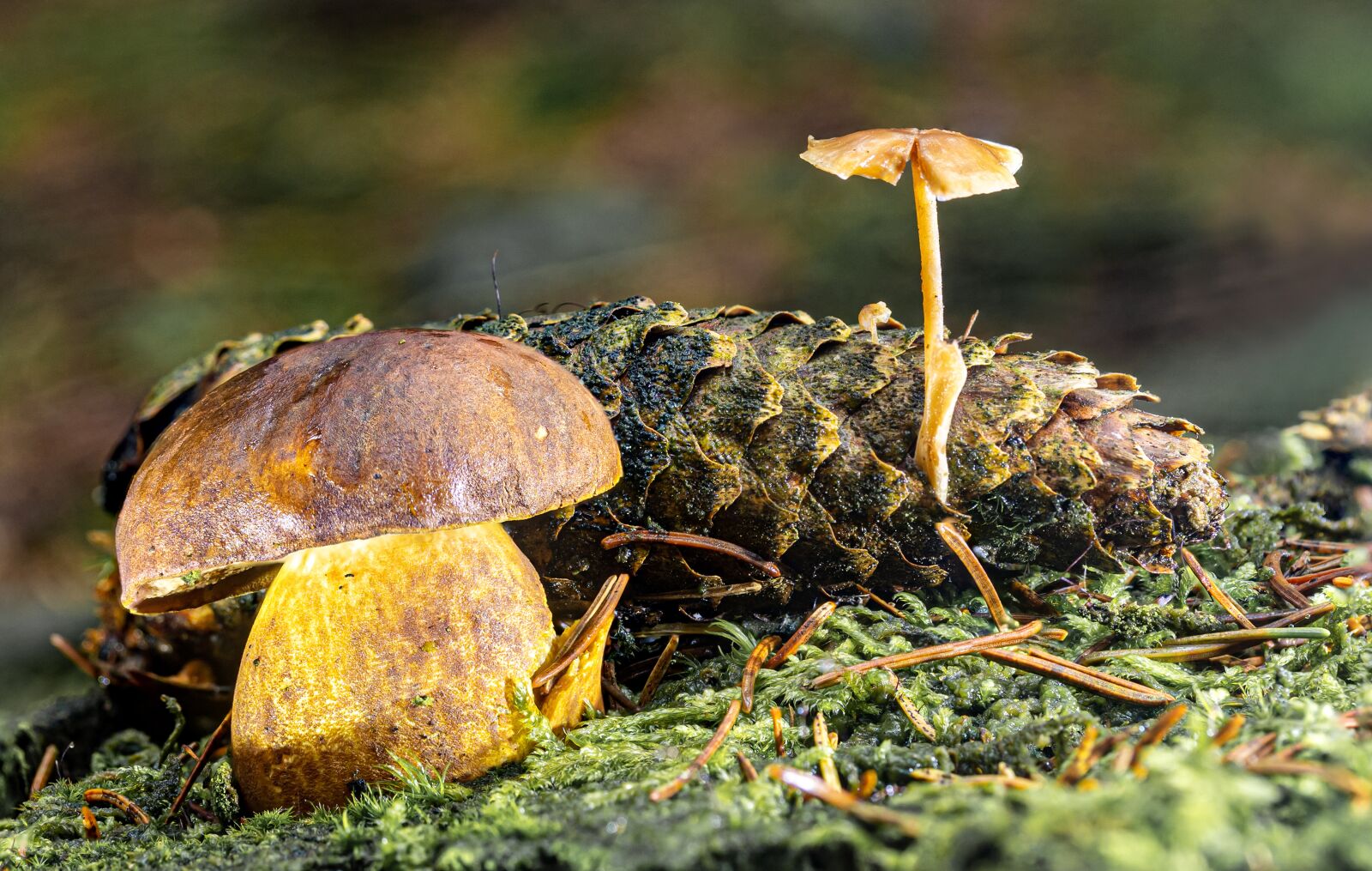 Canon EOS R sample photo. Mushrooms, cep, small mushroom photography