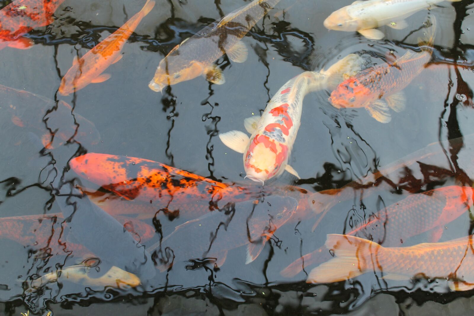 Canon EOS 1100D (EOS Rebel T3 / EOS Kiss X50) sample photo. Koi, fish, carp photography