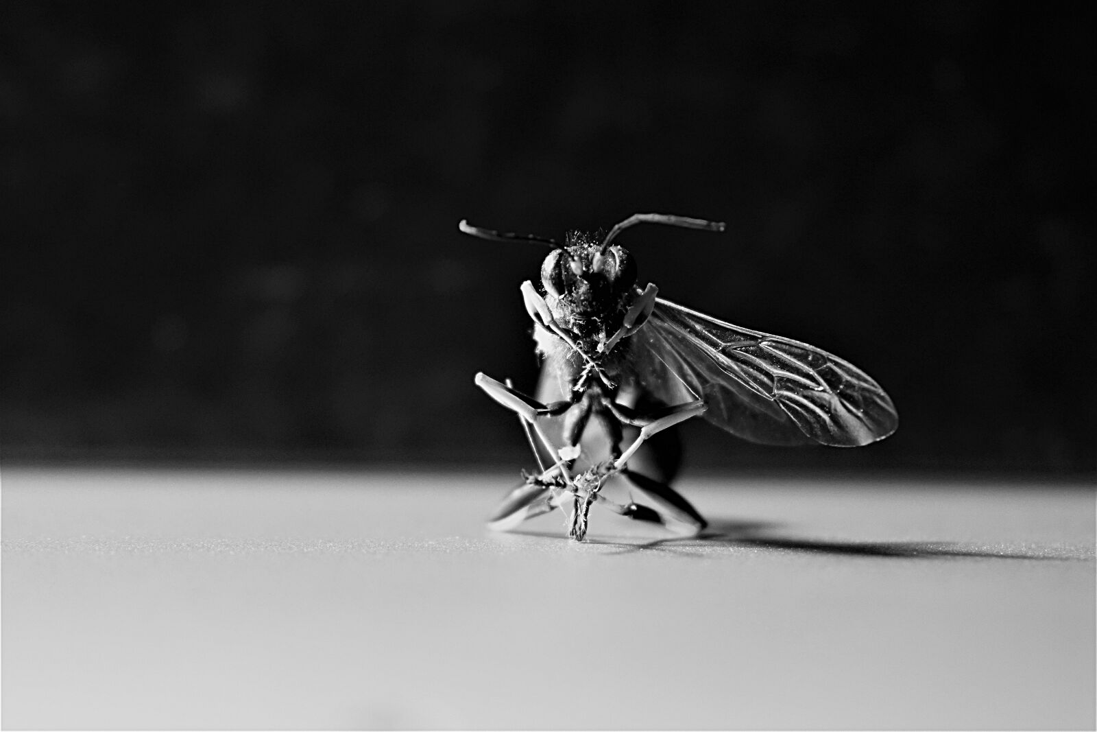 Nikon 1 J5 sample photo. Wasp, insect, wing photography