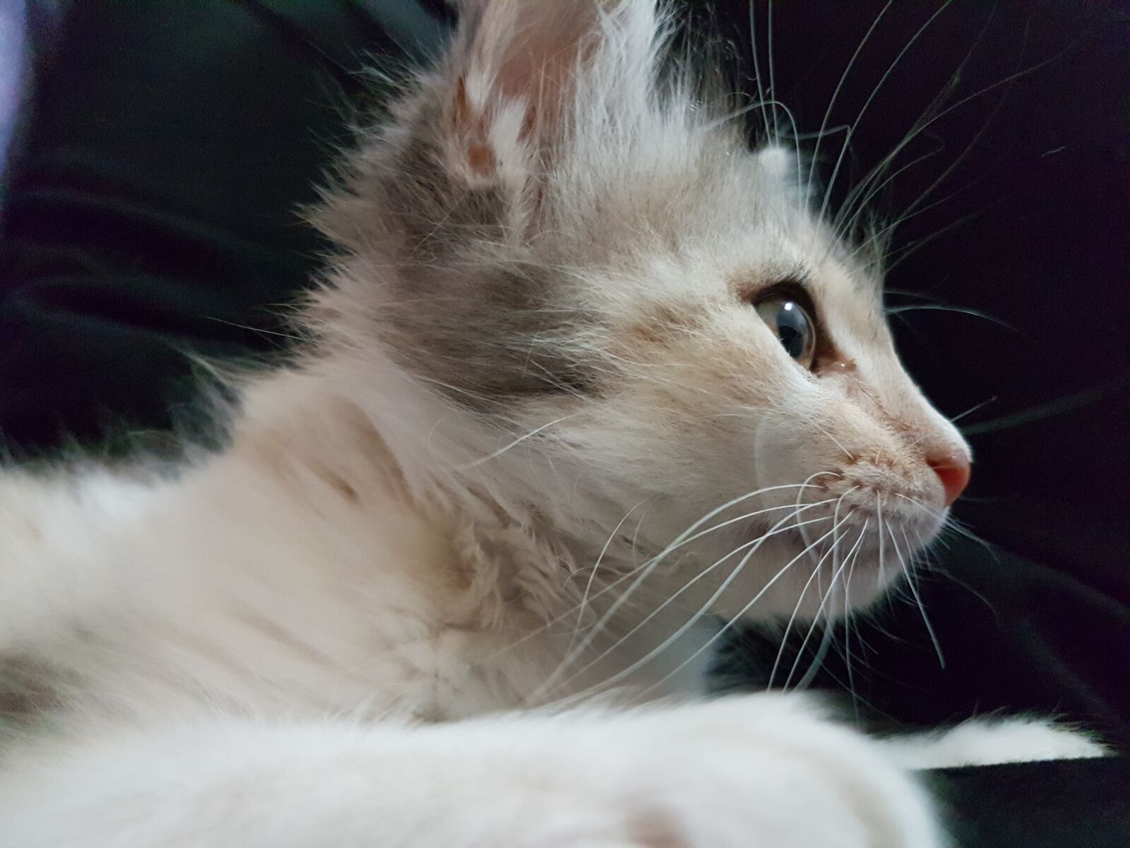 Samsung Galaxy S7 Edge sample photo. Kitten, miao, pussy cat photography