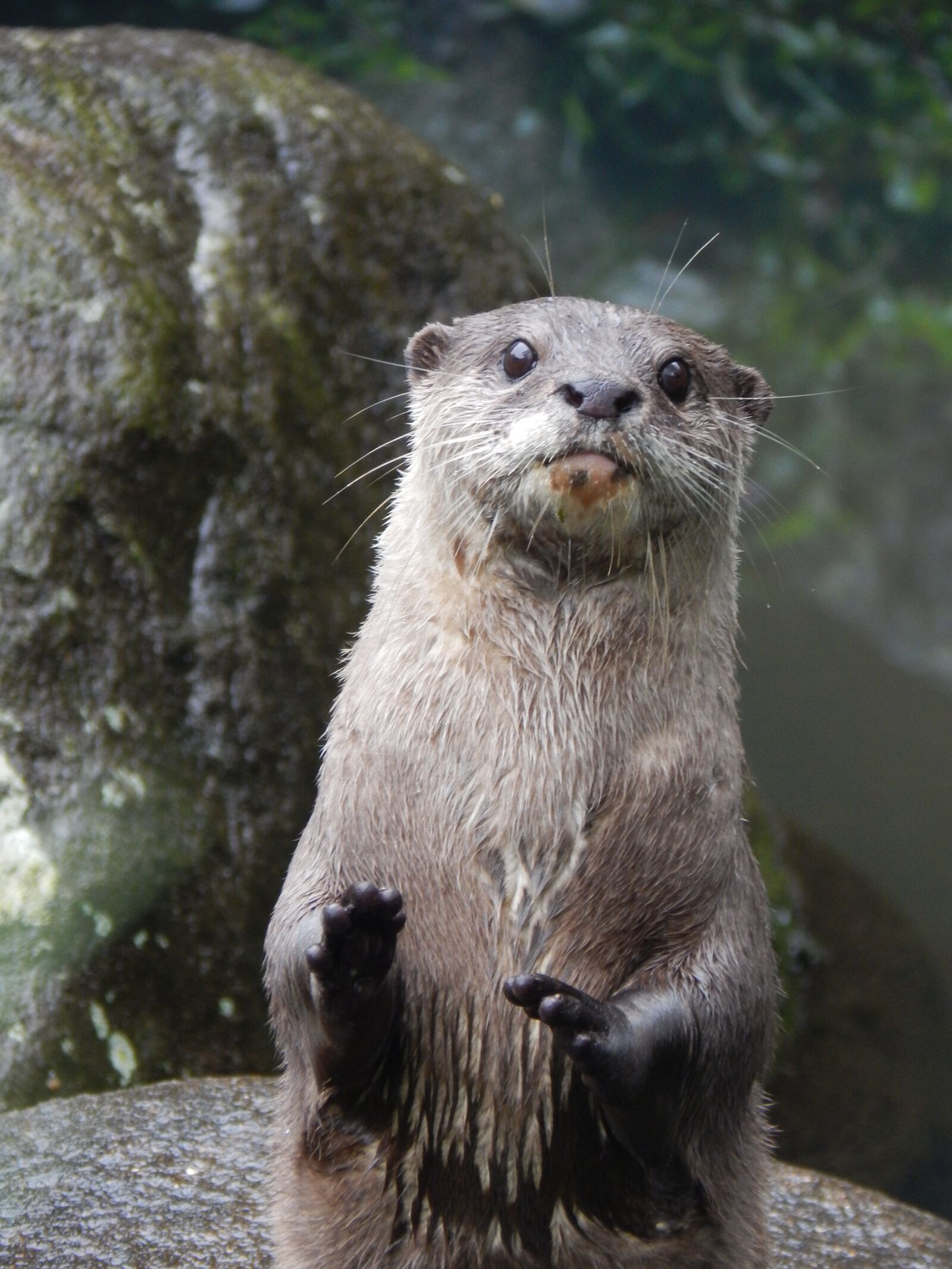 Nikon Coolpix L830 sample photo. Otter, animal, cute photography
