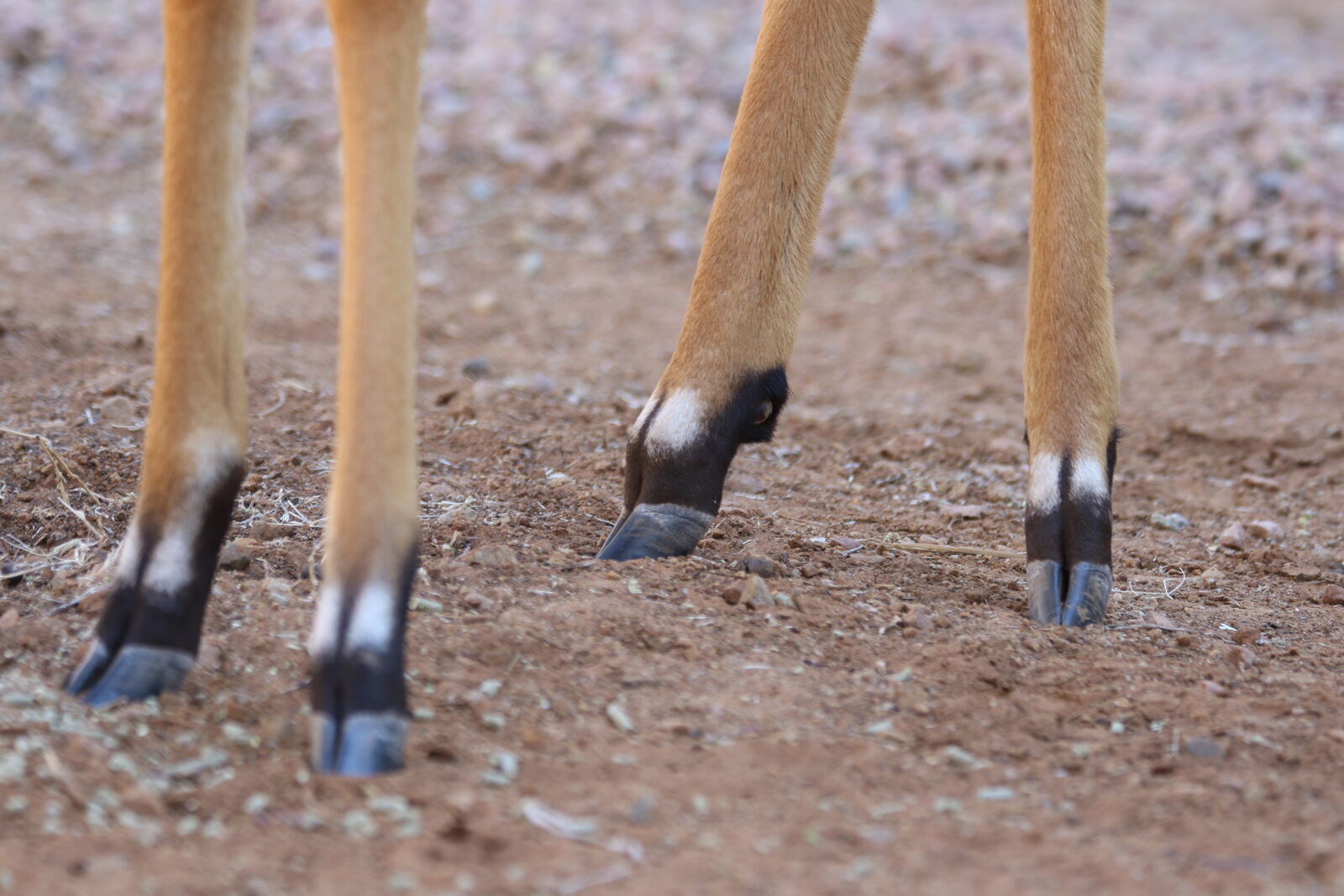 Canon EOS 7D Mark II sample photo. Animal, black, brown, feet photography