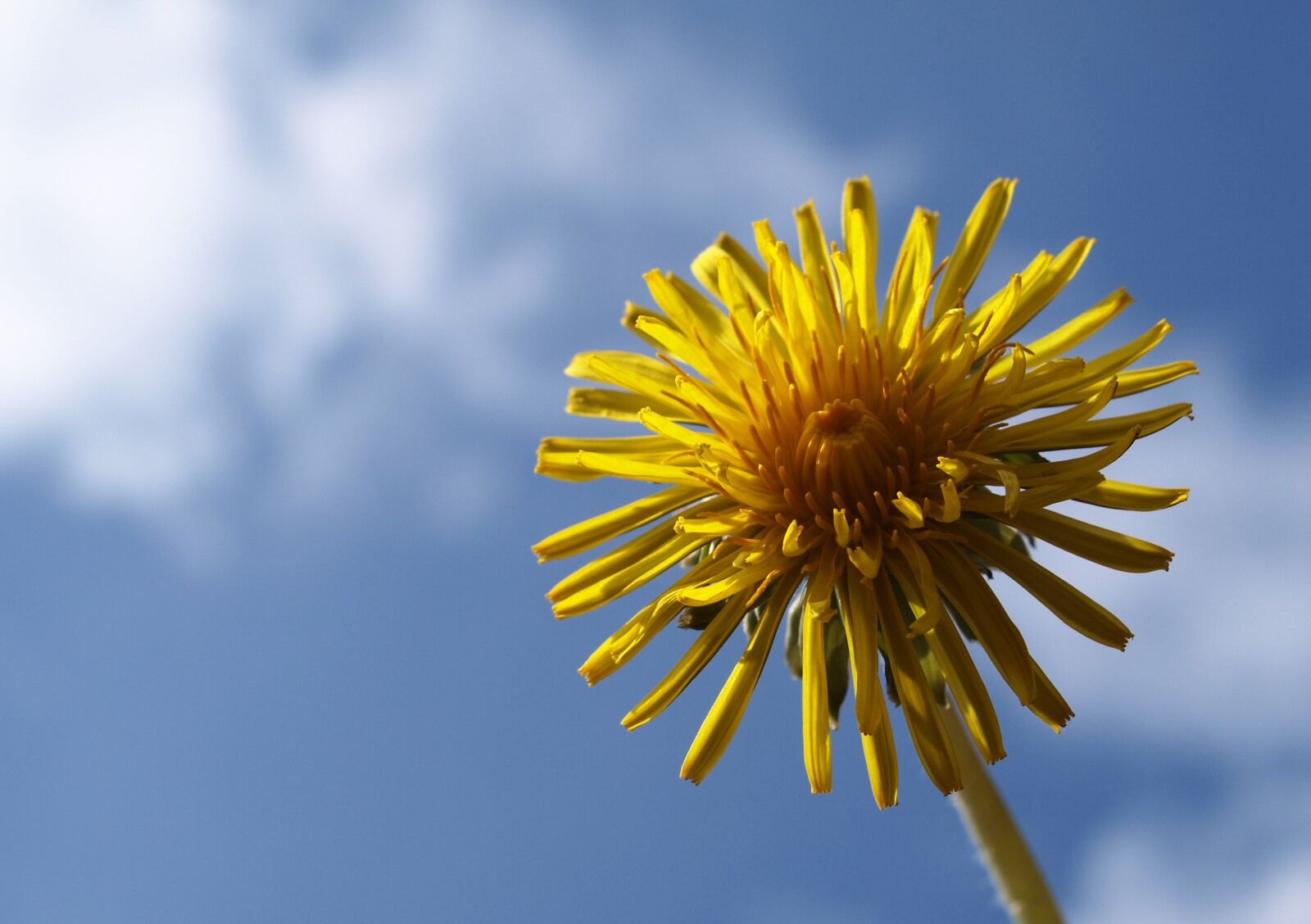 Olympus E-520 (EVOLT E-520) sample photo. Nature, outdoors, dandelion photography
