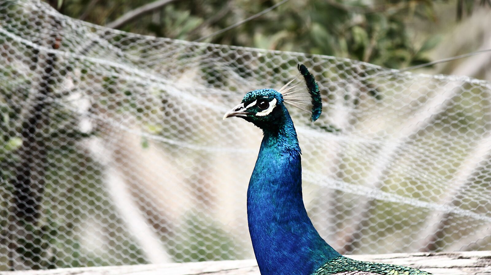 Canon EF-S 55-250mm F4-5.6 IS sample photo. Peacock, bird, animal photography