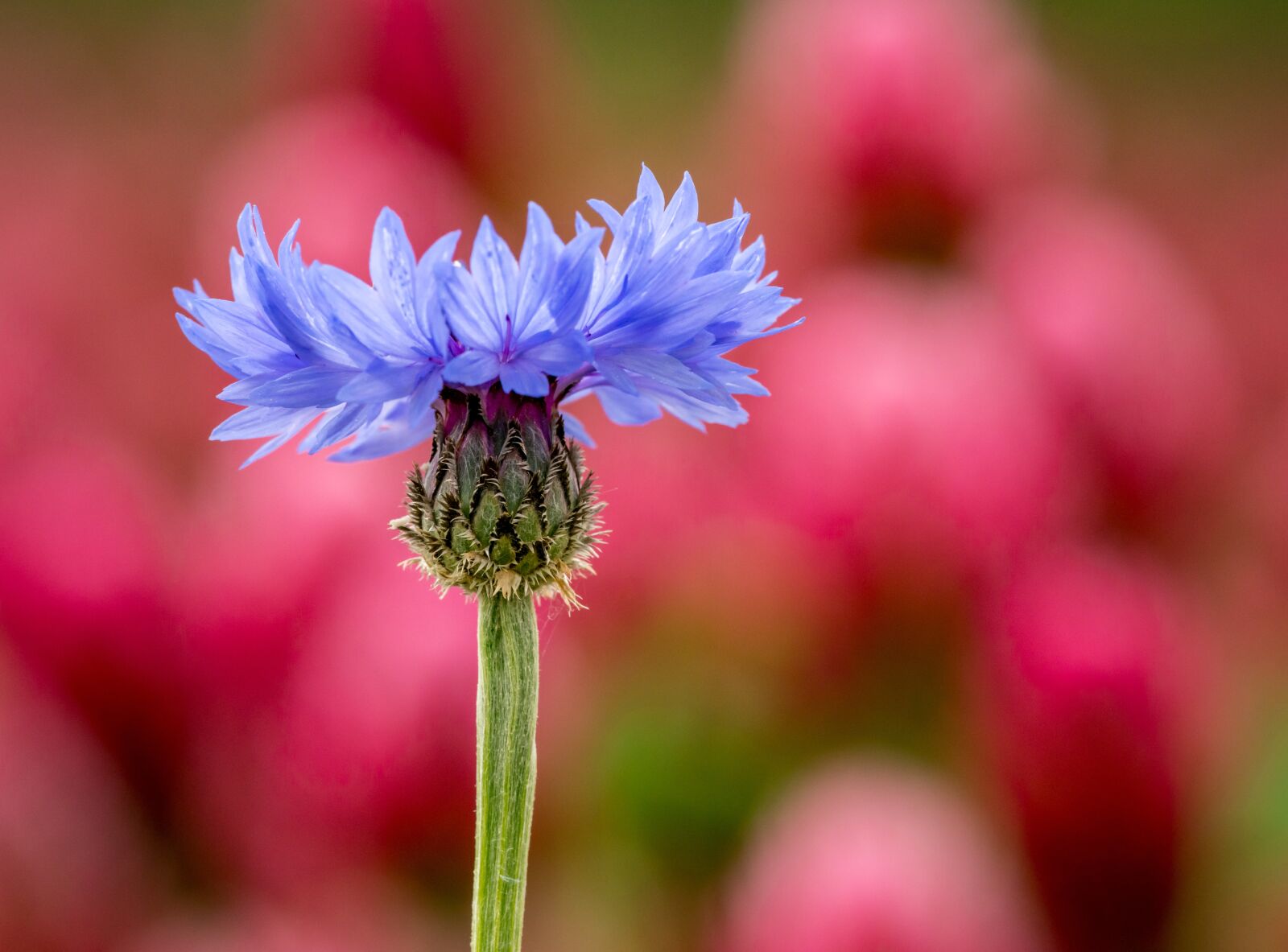 Nikon D800E sample photo. Flower, blue, cornflower photography