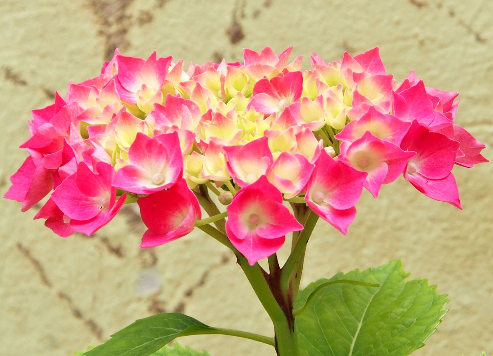 Olympus OM-D E-M5 sample photo. Flower, flowering hydrangea, pink photography