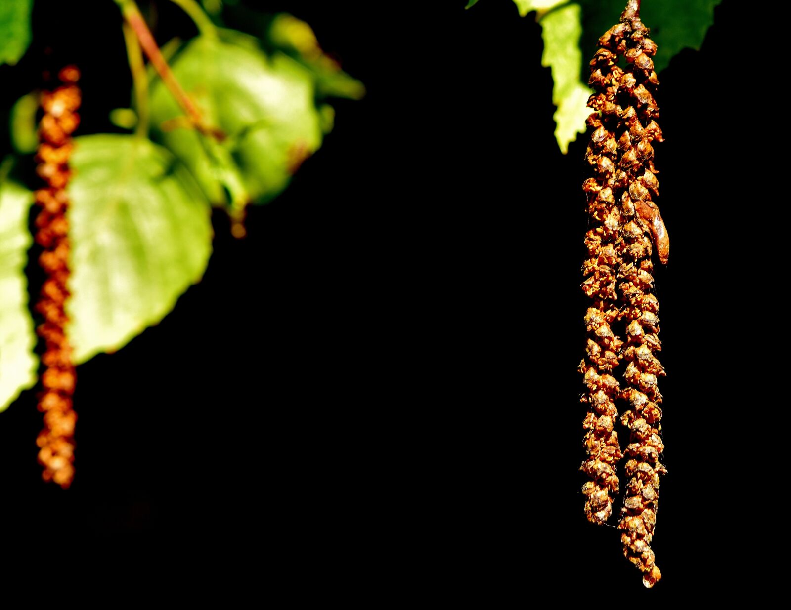 Nikon D7200 sample photo. Birch seeds, tree, depend photography