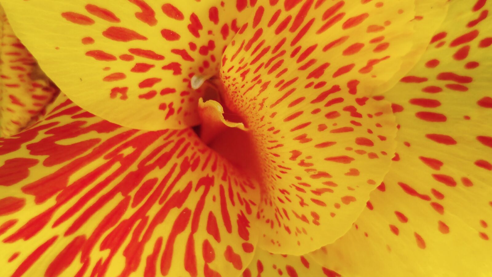 LG G5 sample photo. Canna lily, yellow flower photography