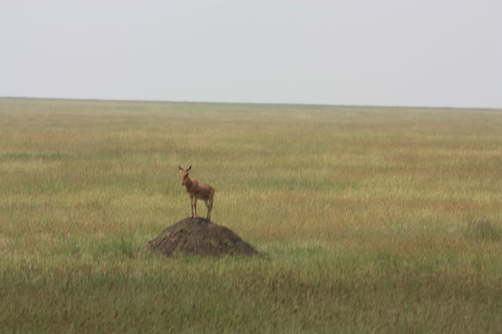 Canon EF 70-200mm F4L USM sample photo. Africa photography