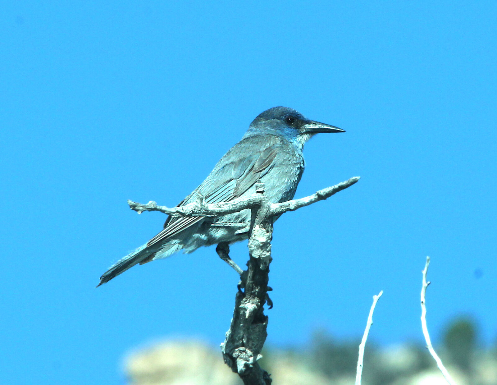 Canon EF 300mm F4L IS USM sample photo