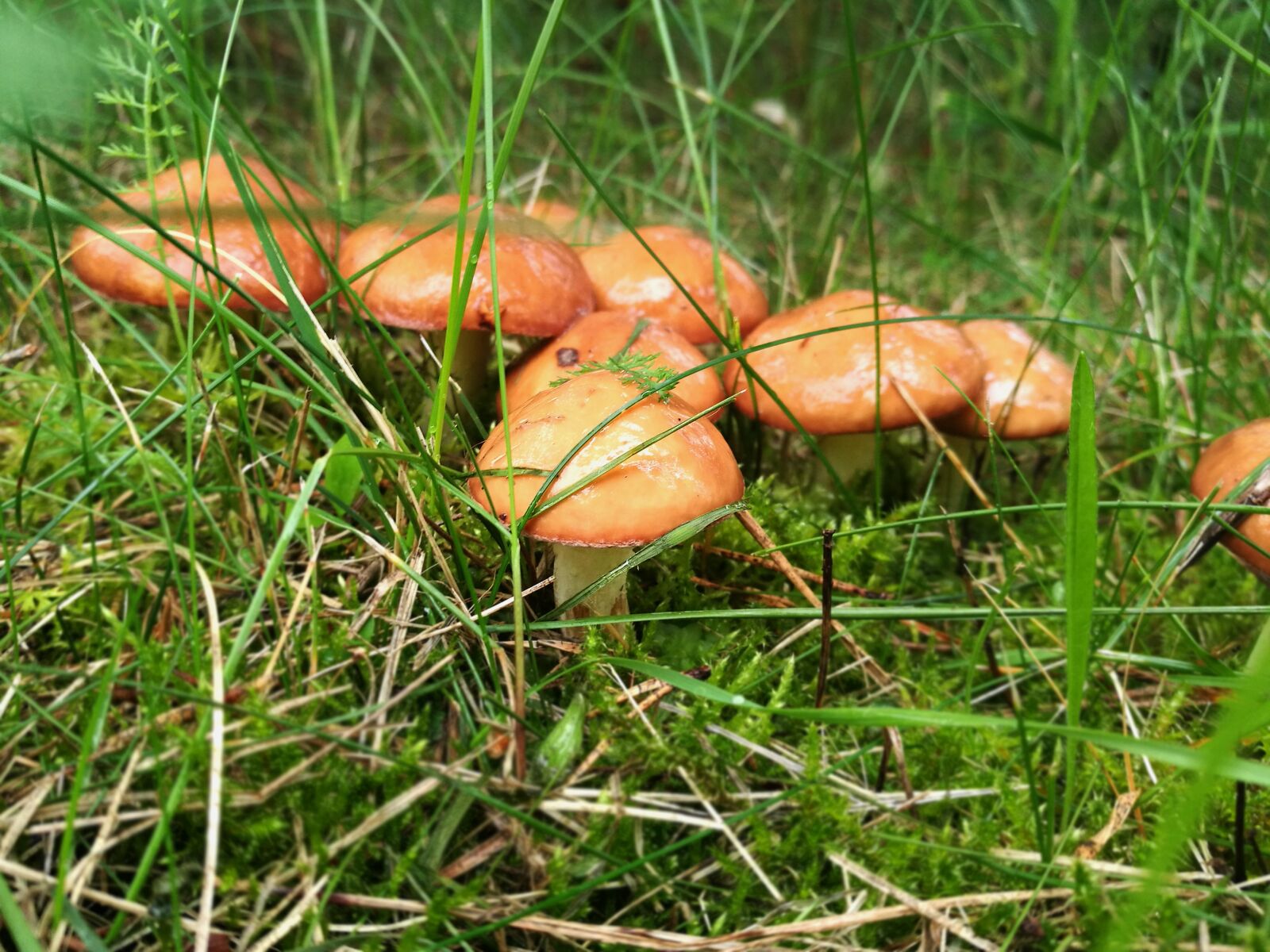 HUAWEI P9 sample photo. Mushrooms, boletus, forest photography