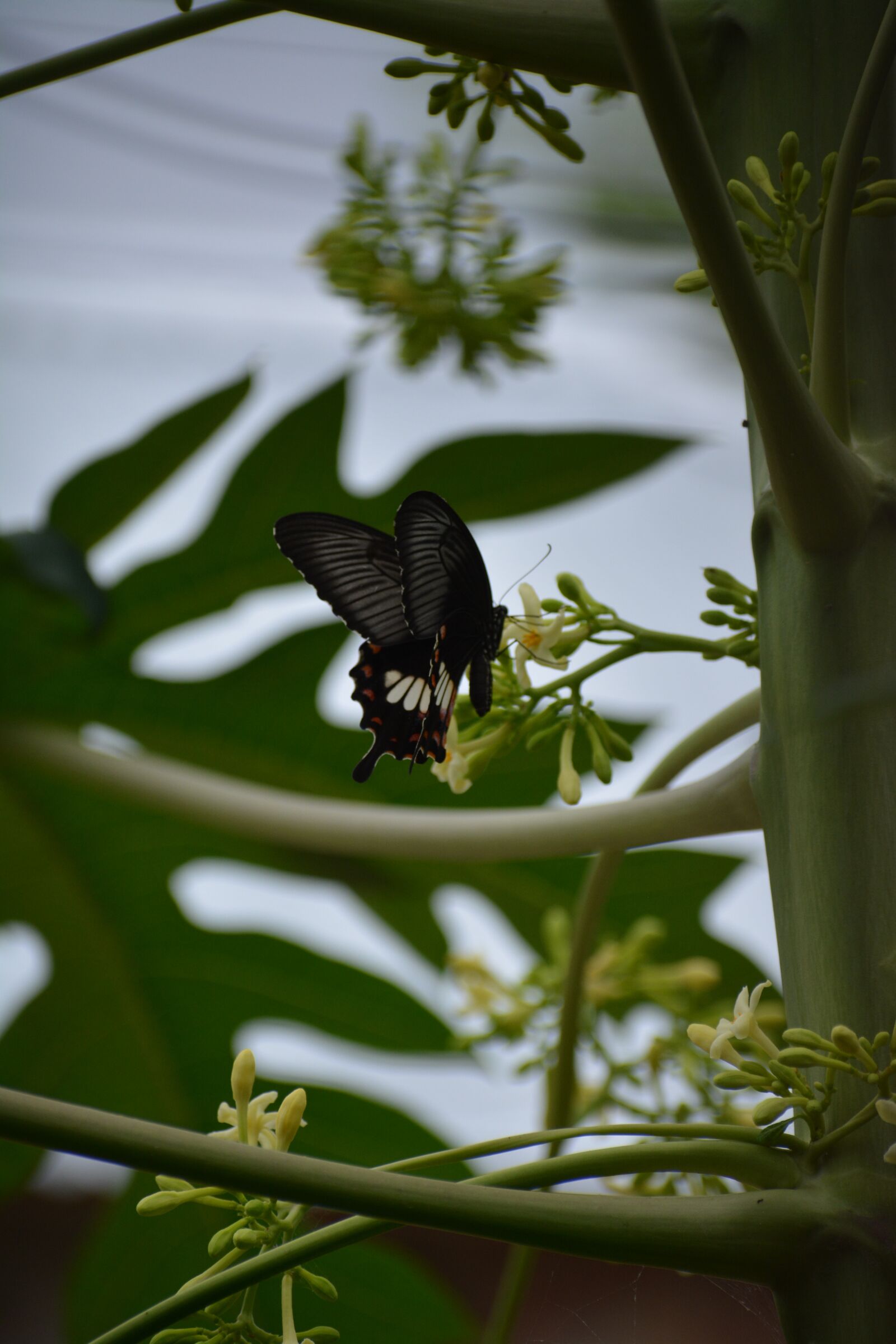Nikon D5200 sample photo. Butterfly, insect, flower photography