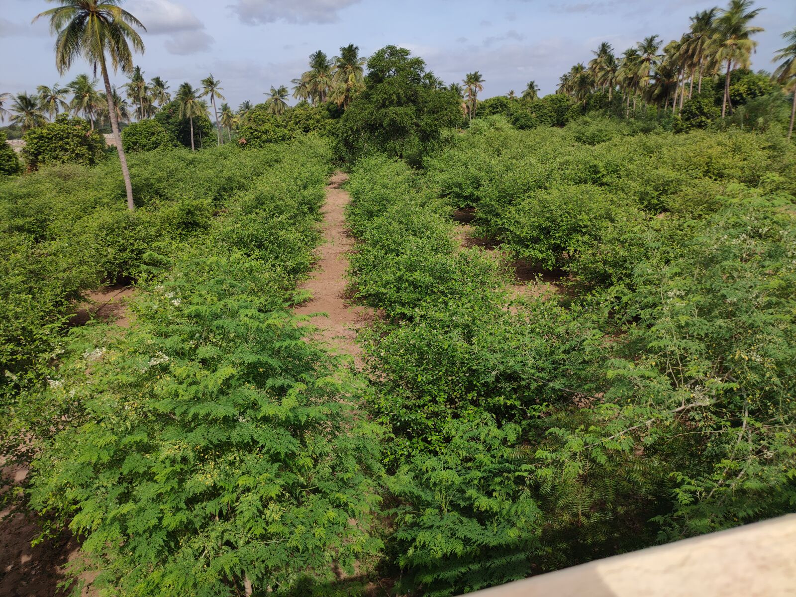 Realme XT sample photo. Garden, trees, green photography