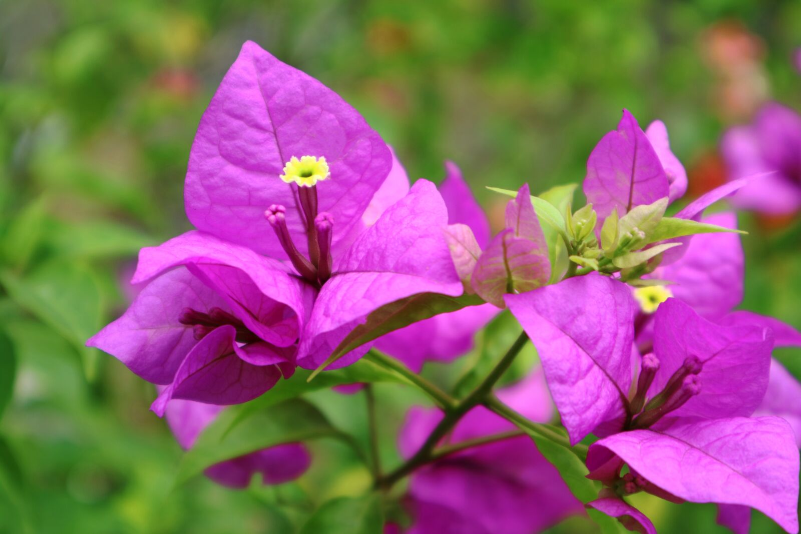 Canon EOS M3 sample photo. Bunga, flower, pink photography