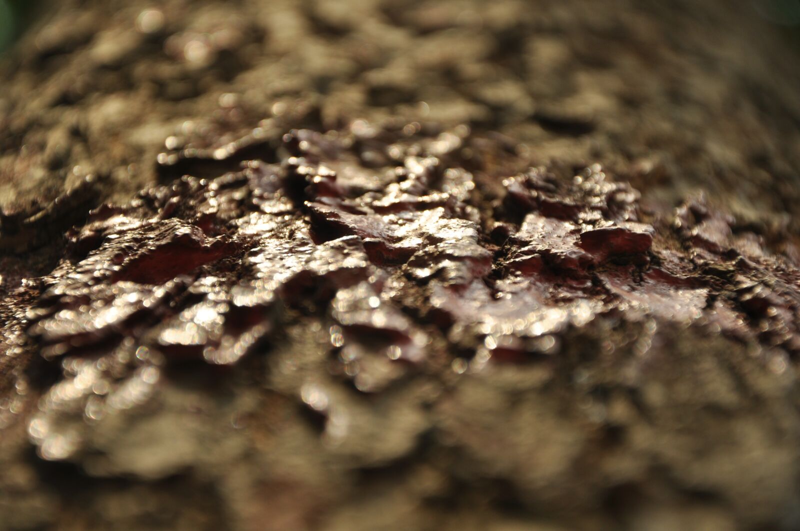 Nikon D90 sample photo. Texture, tree, environment photography