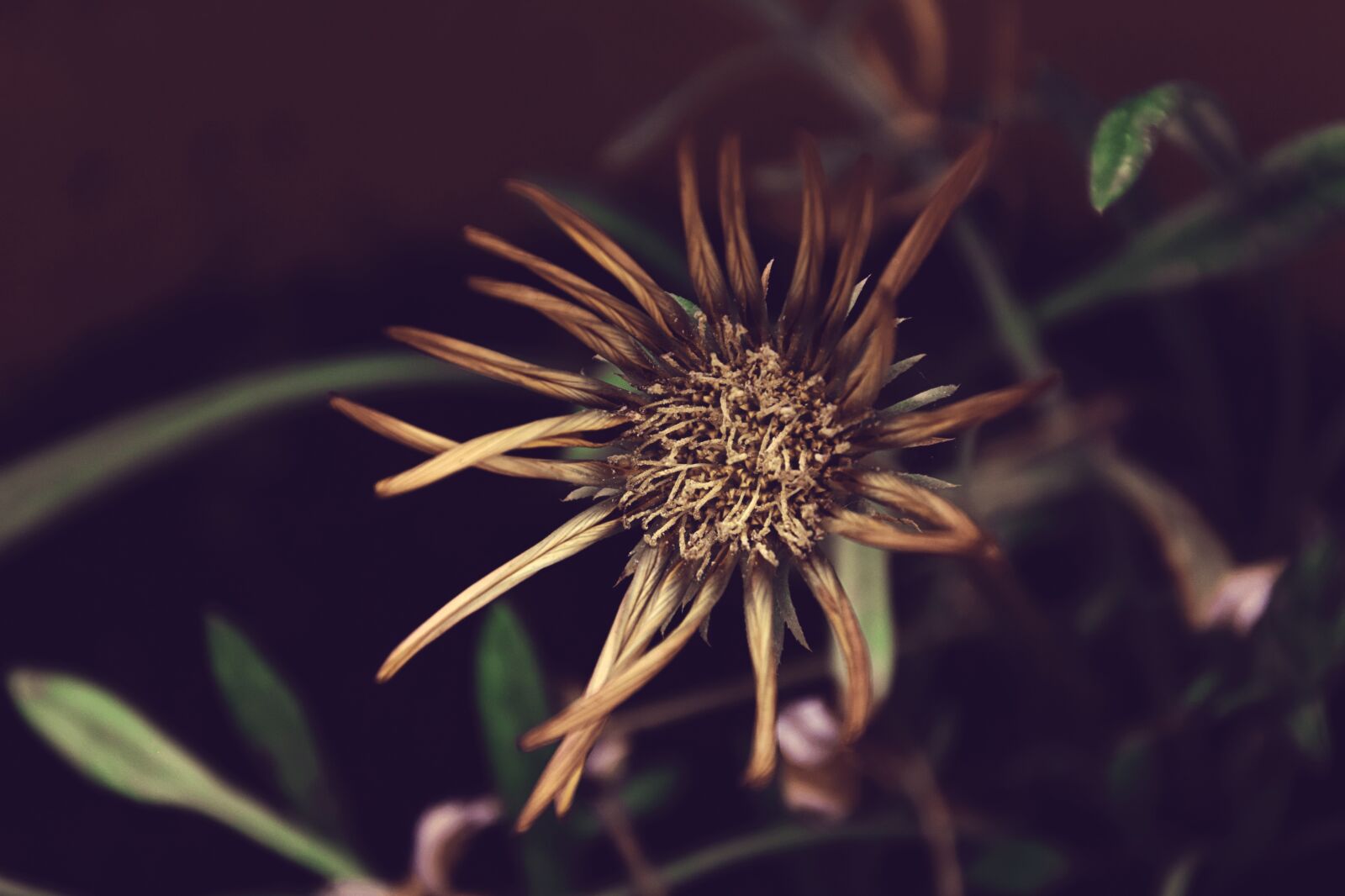Nikon D3300 sample photo. Orange flower, spring, withered photography