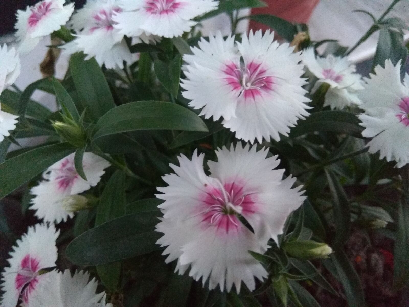 Xiaomi Redmi Note 4 sample photo. Flowers, nature, white flower photography