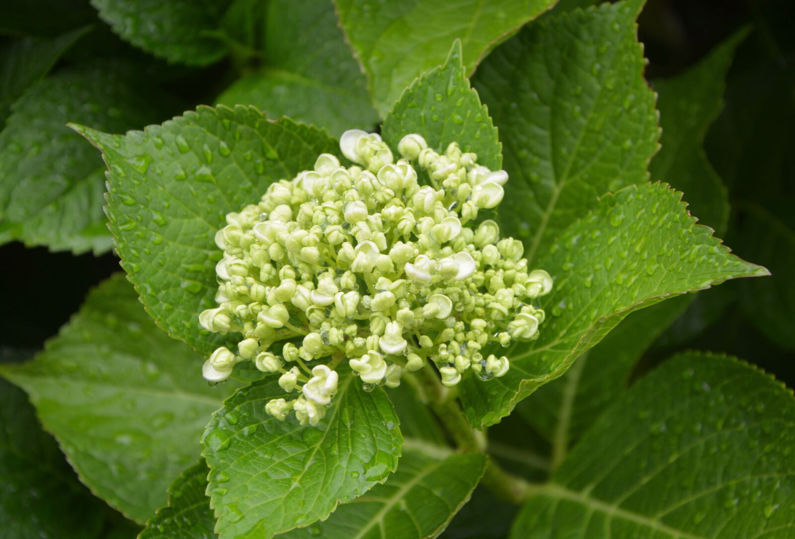 Nikon D5200 sample photo. Hydrangea, button, white photography
