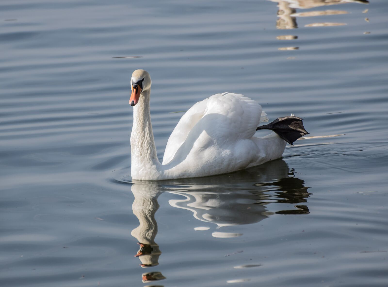 Pentax K-3 sample photo. Swan, bird, waters photography