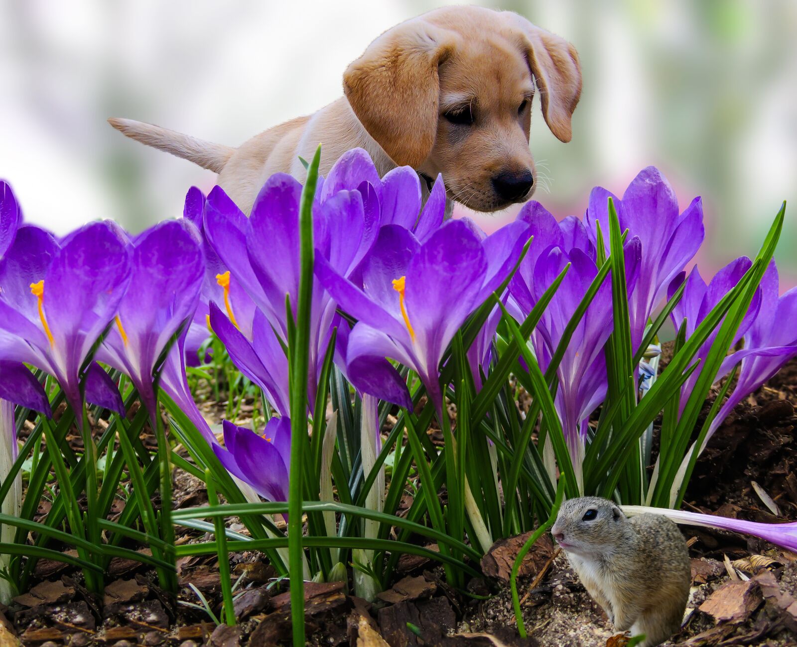 Canon PowerShot SX710 HS sample photo. Nature, animals, dog photography
