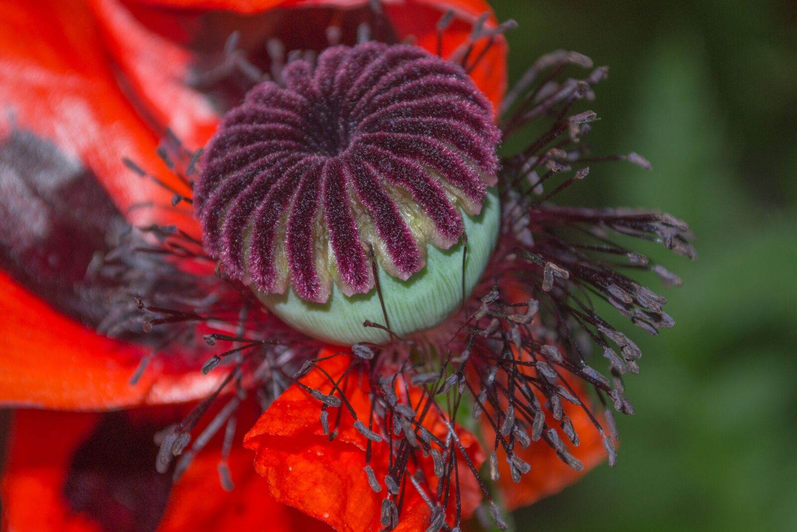 Nikon D3100 sample photo. Flora, flower, nature photography