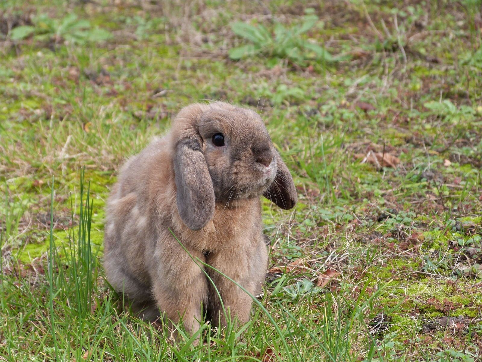 Panasonic Lumix DMC-FZ47 (Lumix DMC-FZ48) sample photo. Rabbit, lop, ears photography