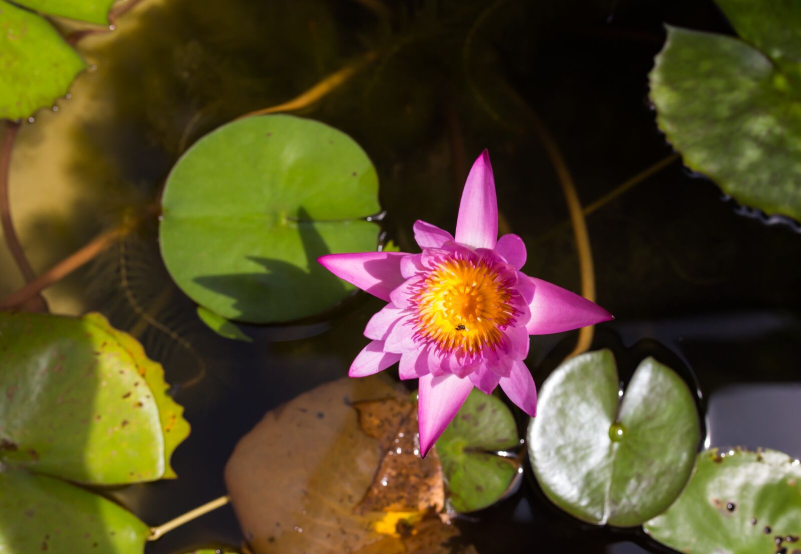Canon EOS 6D sample photo. Flower, horn, lily photography