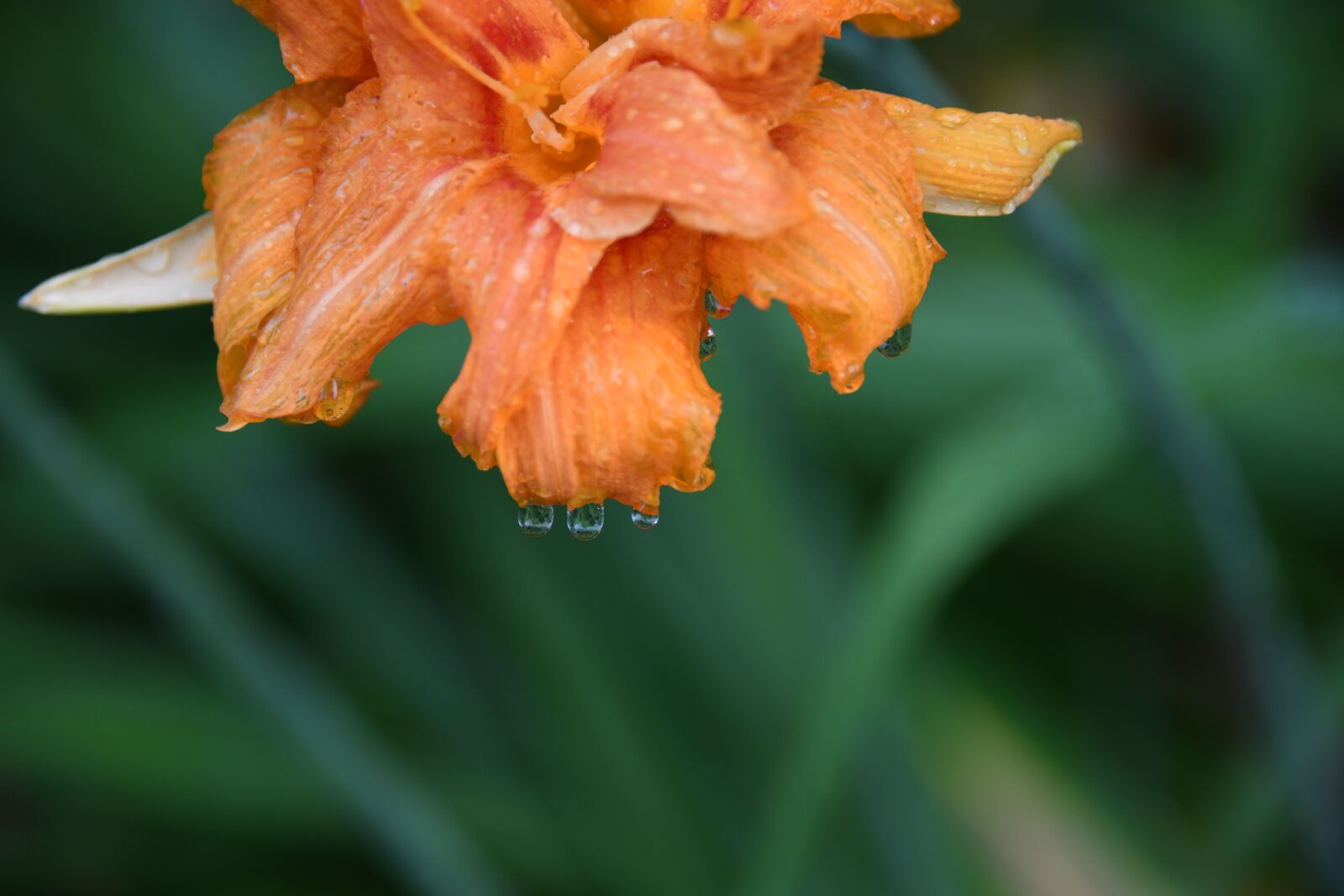 Nikon D850 sample photo. Daylily, flower, rain photography