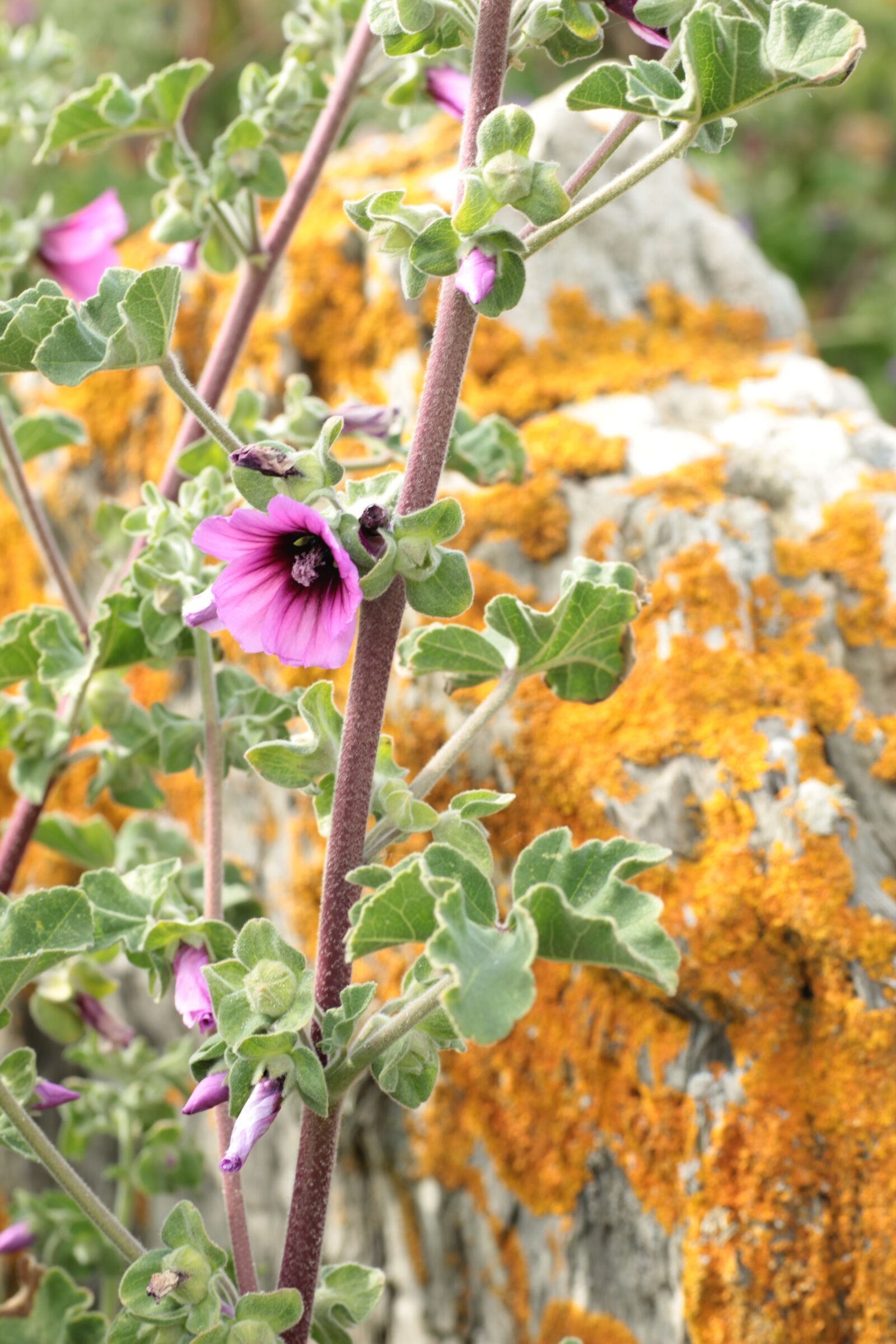 Canon EOS 600D (Rebel EOS T3i / EOS Kiss X5) sample photo. Lichen, flower, coast photography