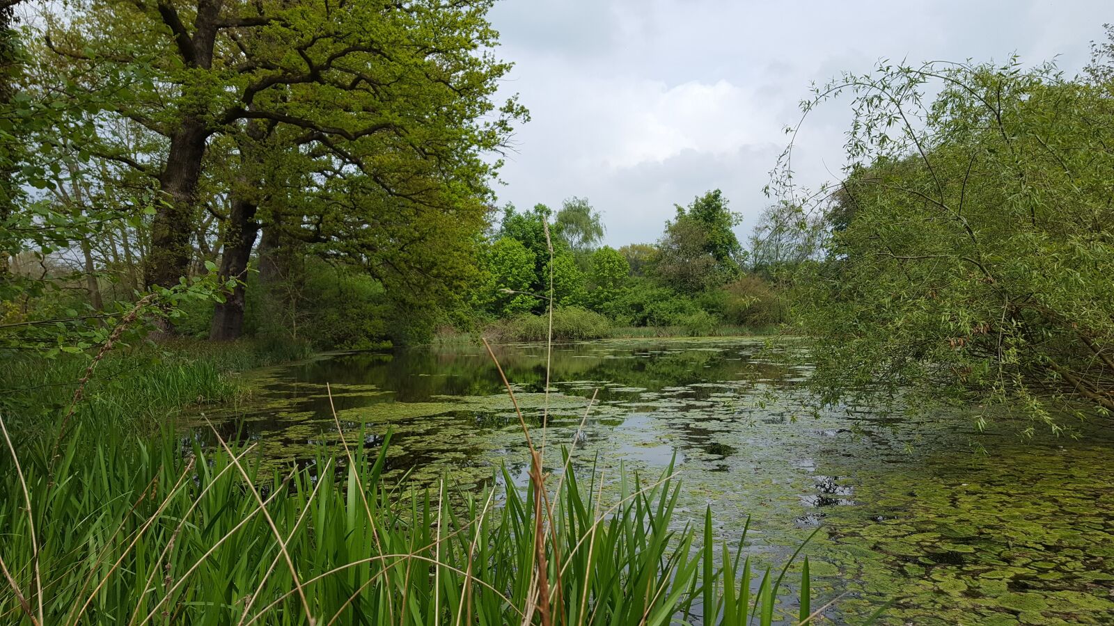 Samsung GALAXY S6 edge sample photo. Pond, water, grasses photography