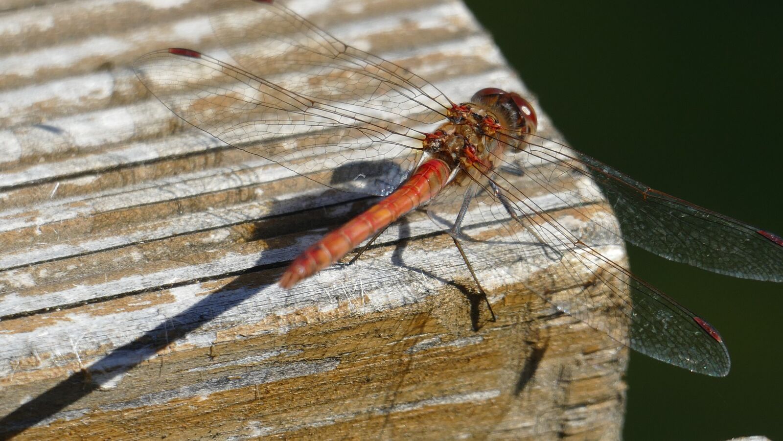 Panasonic Lumix DMC-FZ1000 sample photo. Dragonfly, animals, garden photography