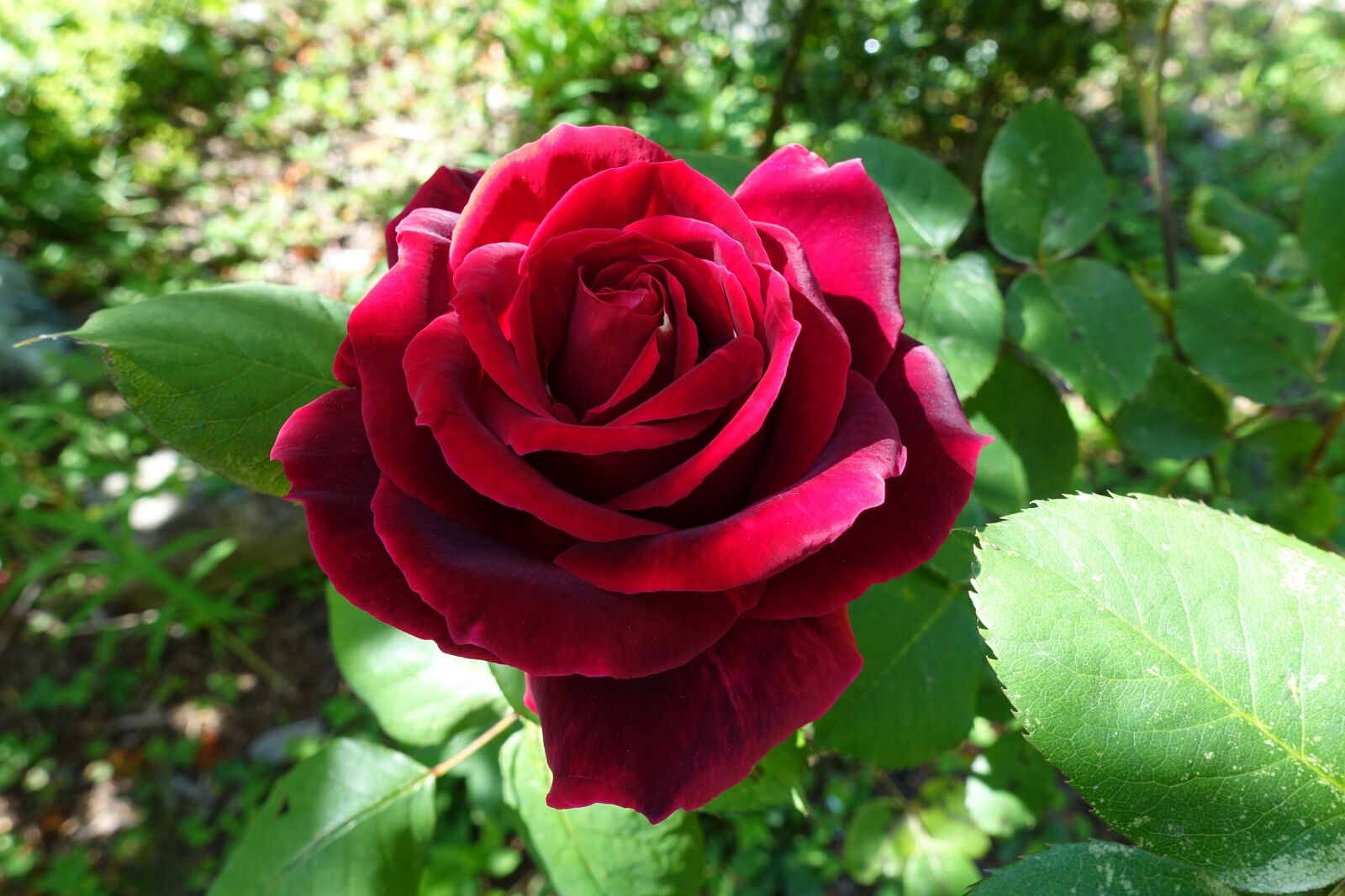 Sony Cyber-shot DSC-RX100 III sample photo. Rose, red, flower photography