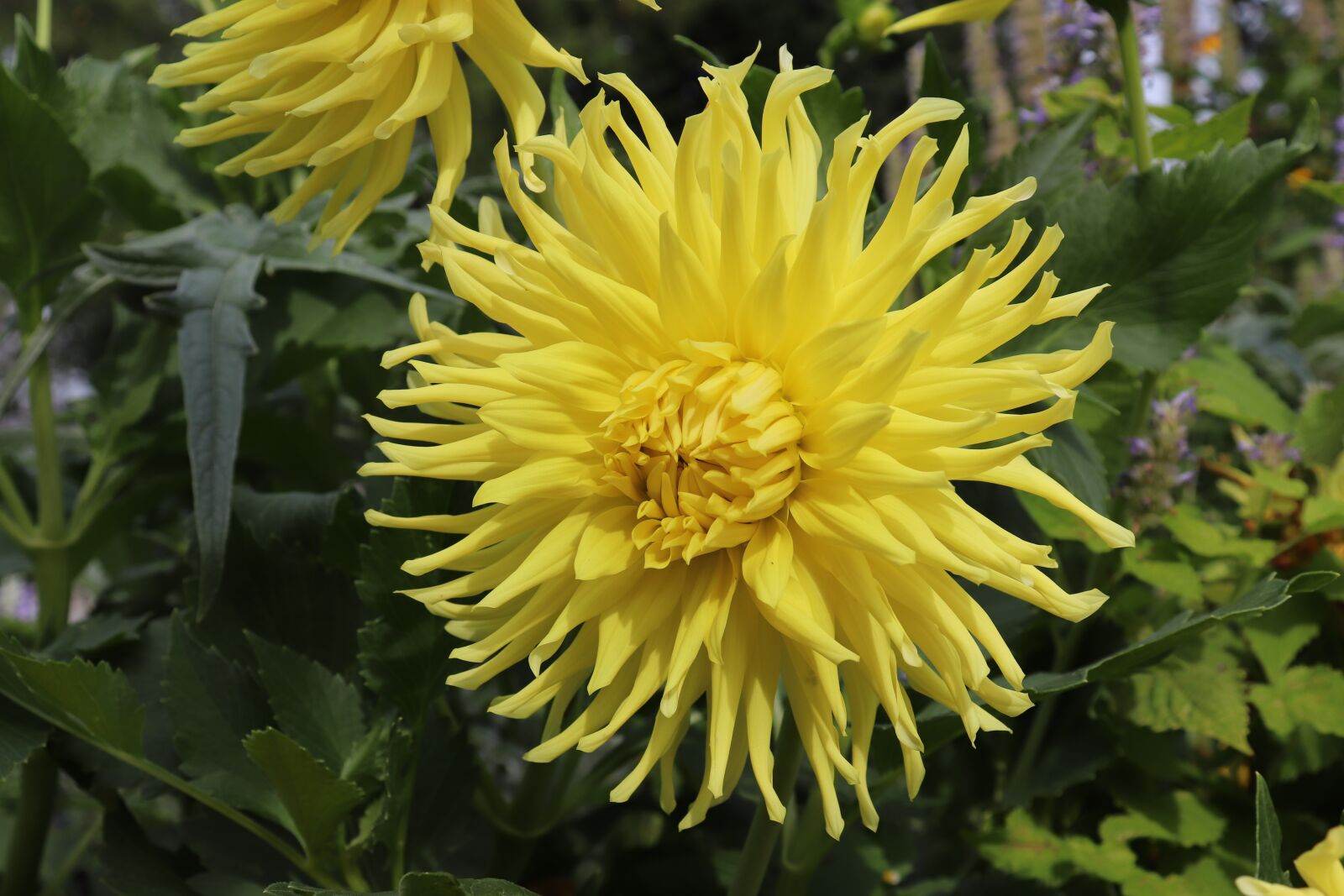 Canon EOS 800D (EOS Rebel T7i / EOS Kiss X9i) sample photo. Dahlias, the colour yellow photography