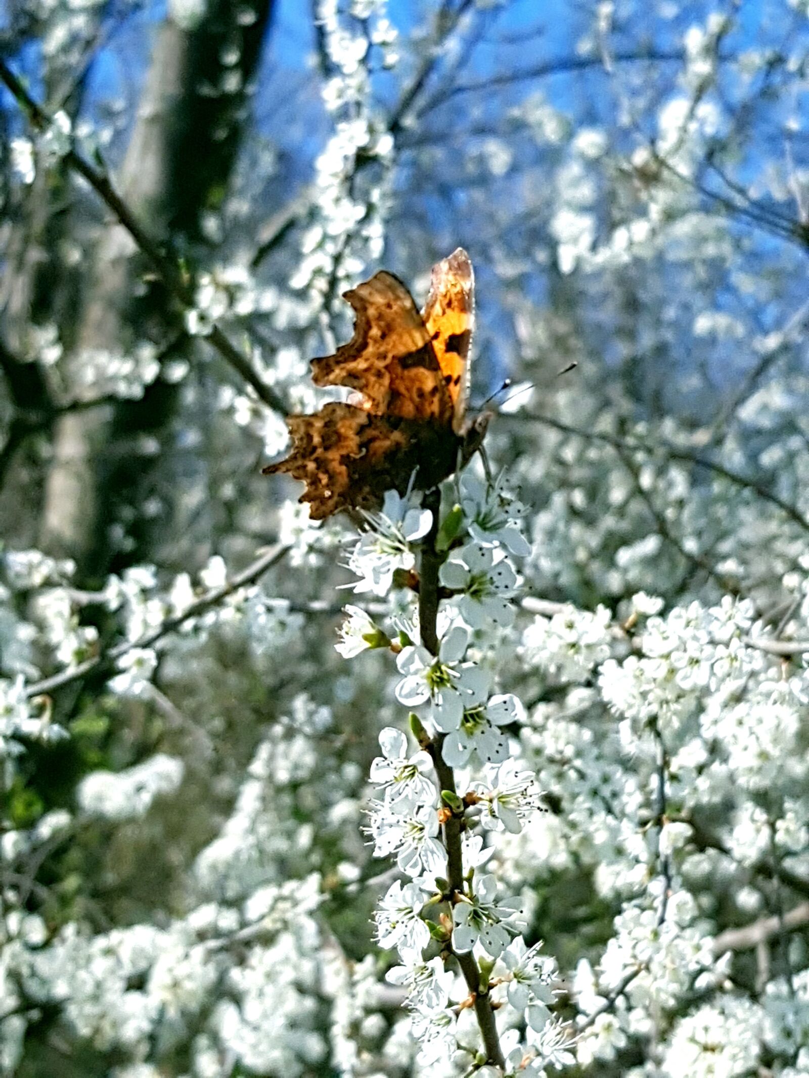 Samsung Galaxy S8 sample photo. Beautiful butterfly, butterfly on photography