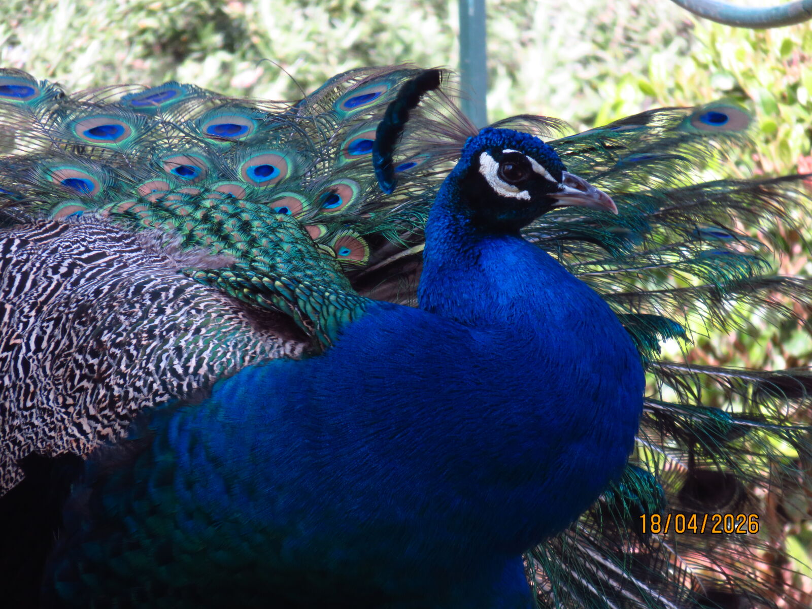 Canon PowerShot SX700 HS sample photo. Peacock in y ld photography