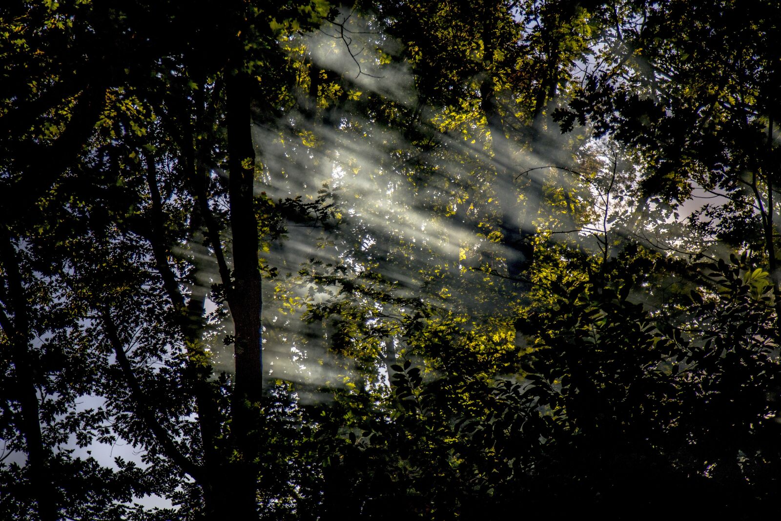Canon EOS 6D + Canon EF 24-105mm F4L IS USM sample photo. Sun, rays, nature photography
