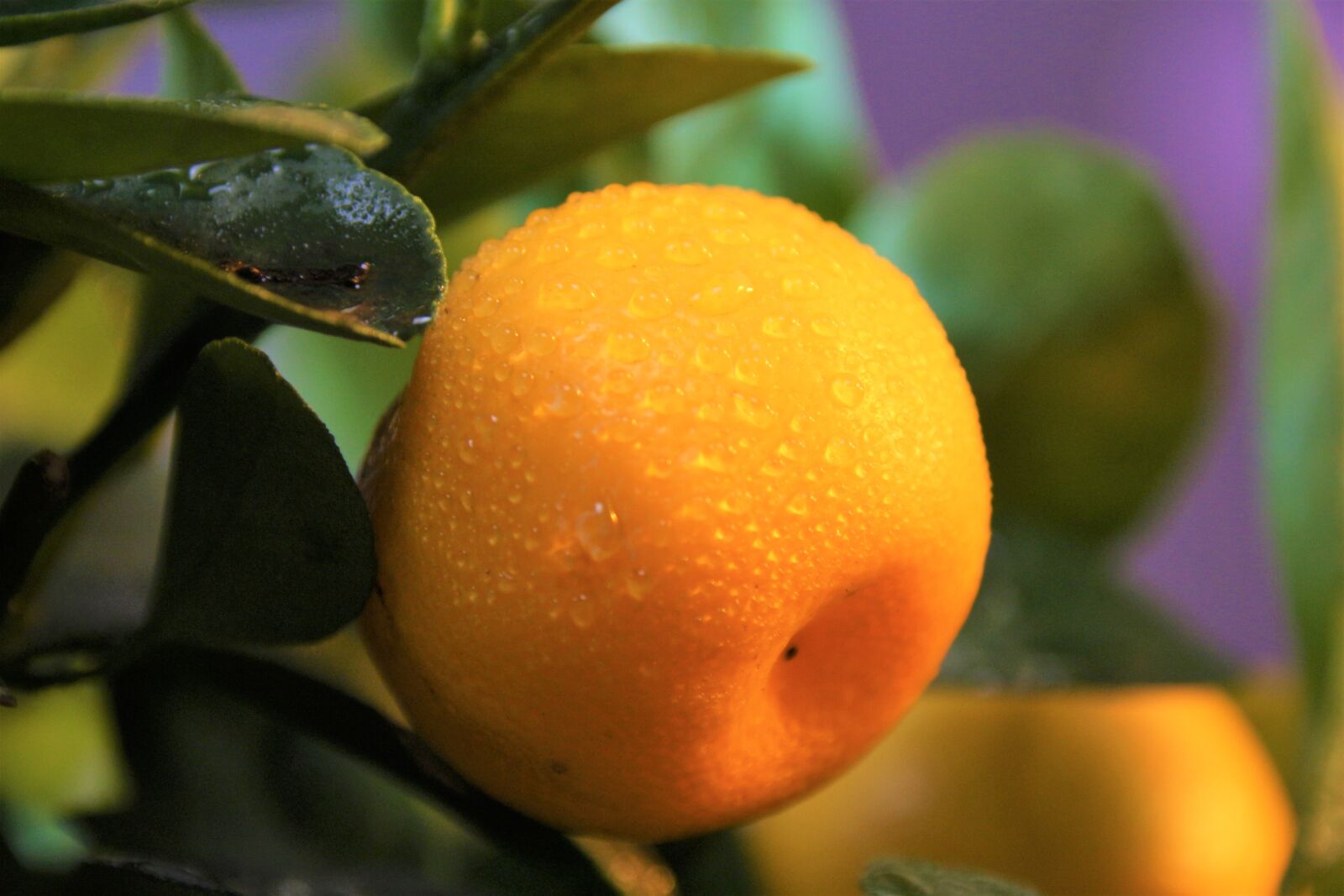 Canon EOS 700D (EOS Rebel T5i / EOS Kiss X7i) sample photo. Calamondino, citrus, mitis photography