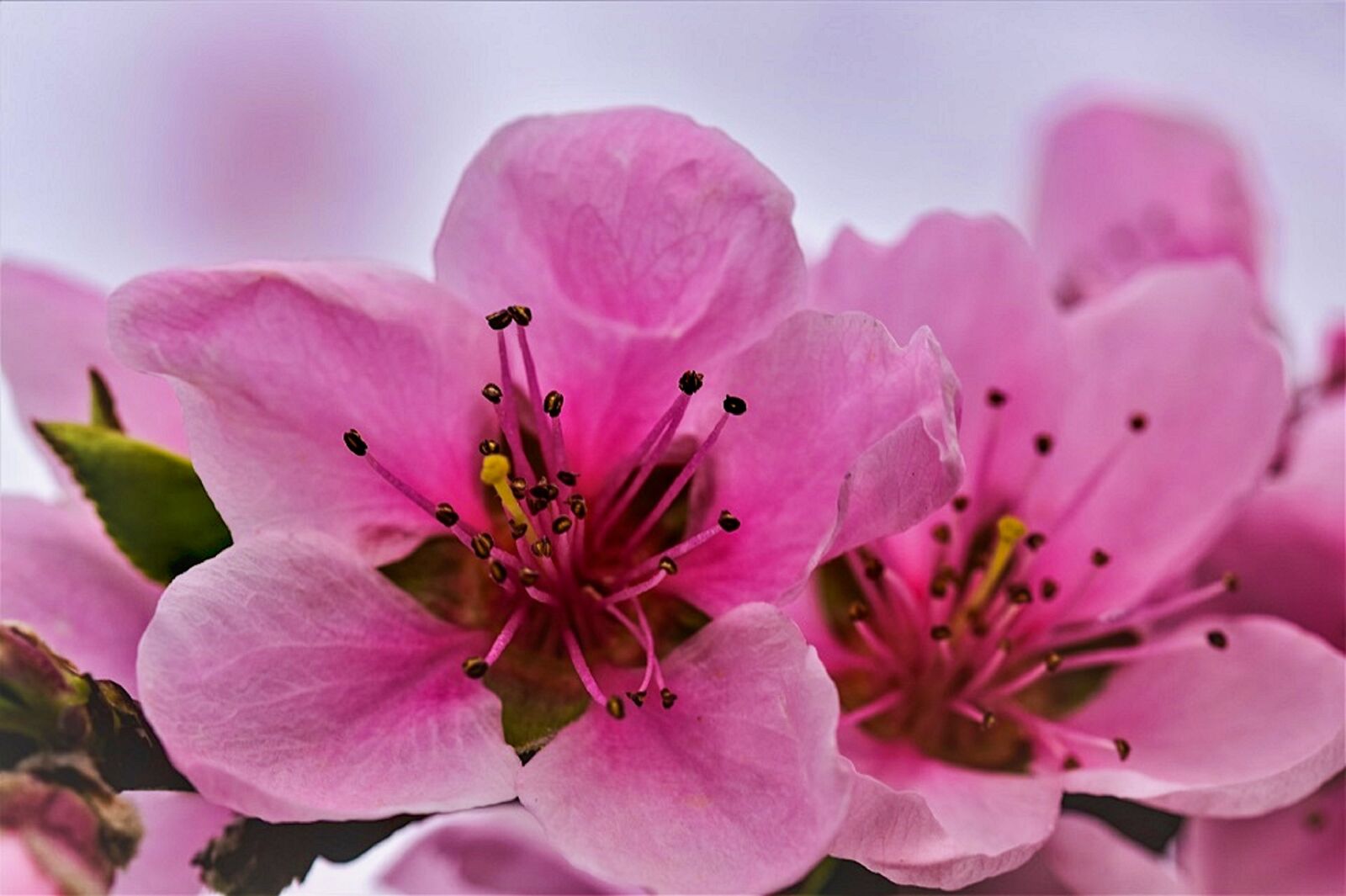 Nikon D5500 sample photo. Flower, spring, nature photography