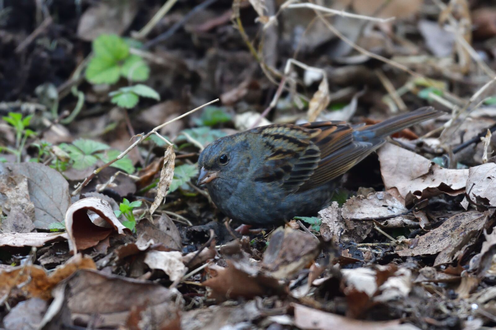 Nikon D500 sample photo. Natural, wild animals, outdoors photography