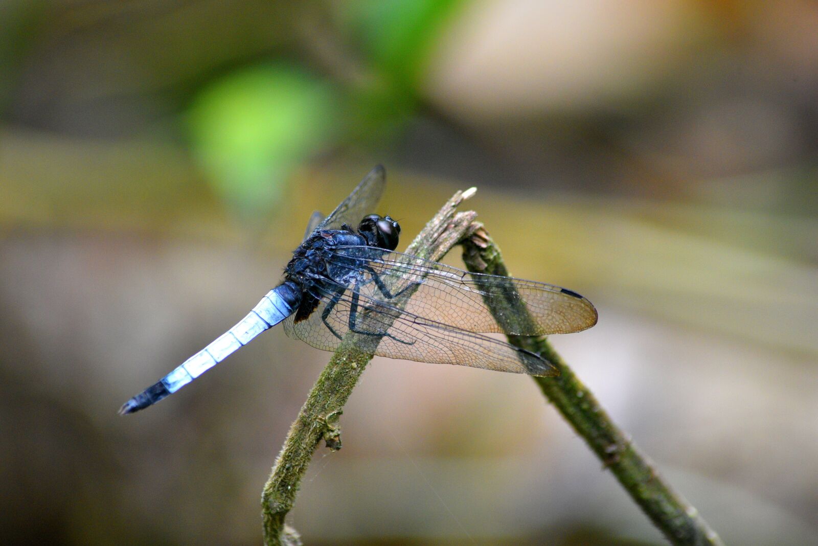 Nikon D750 sample photo. Insect, nature, dragonfly photography