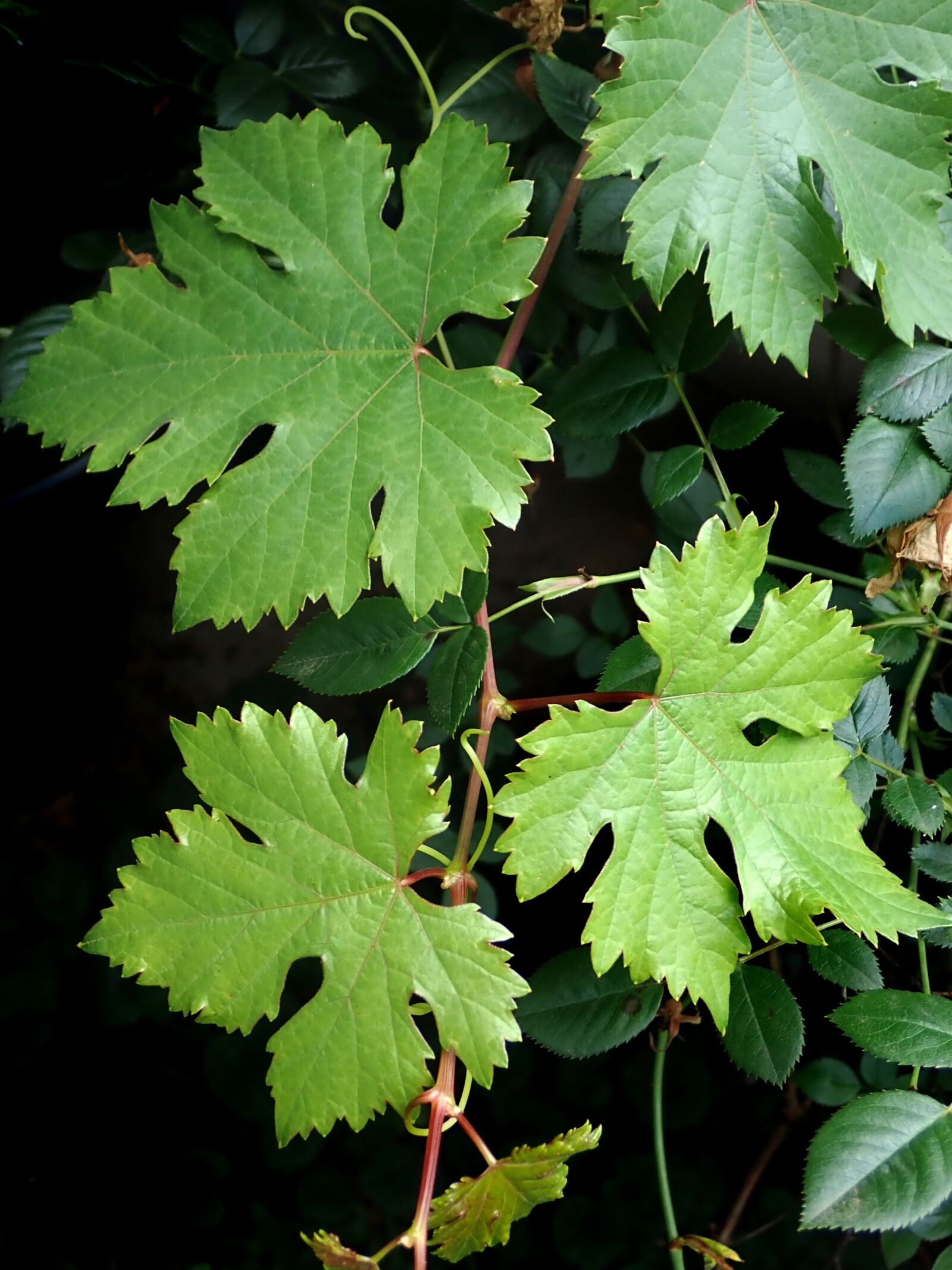 Olympus TG-5 sample photo. Leaves, foliage, grape vine photography