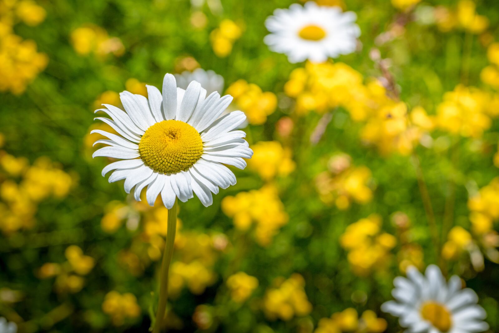 Canon EOS 7D Mark II sample photo. Flower, nature, flora photography